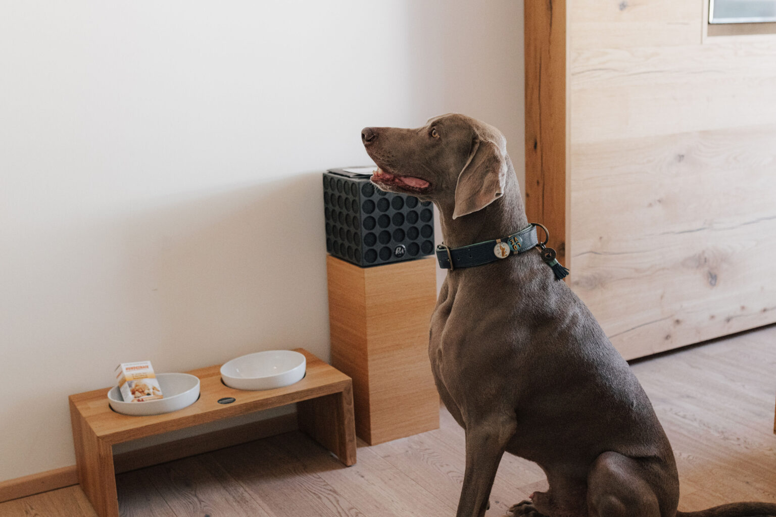 Hund neben Wasser- und Futternapf in einem Zimmer des Mesnerhaus Boutique-Hotels